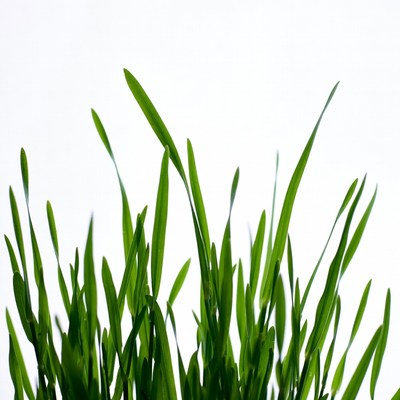 Fresh green grass blades on white