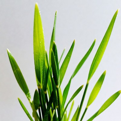 Fresh green grass blades