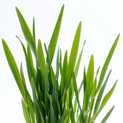 Fresh green grass blades isolated
