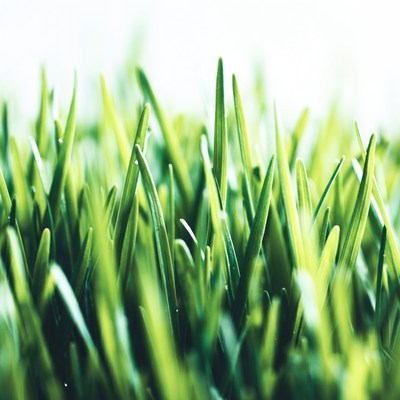 Fresh Green Grass Closeup
