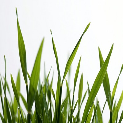 Fresh green grass blades