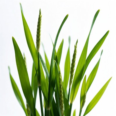 Green foxtail grass isolated