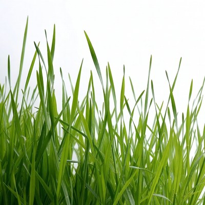 Fresh green grass blades isolated