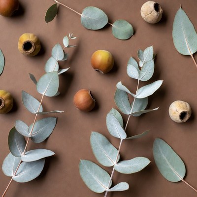 Eucalyptus Leaves and Capsules Flat Lay