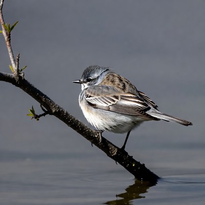 Gray bird perched on branch