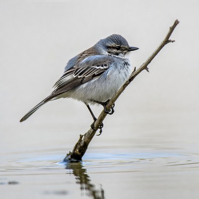 Gray flycatcher perched on branch
