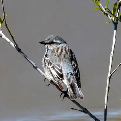 Gray Flycatcher Perched on Branch