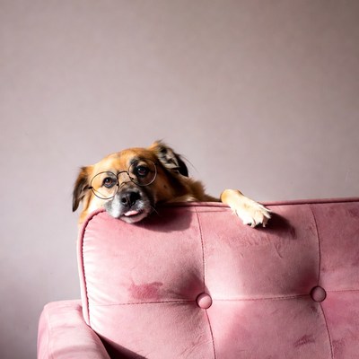 Dog wearing glasses on pink couch
