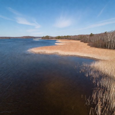 Lake Shore with Reeds and Autumn Trees