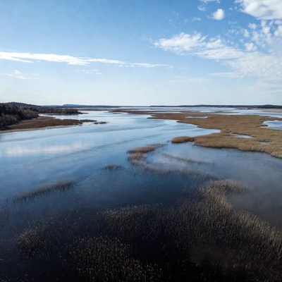 Aerial view of marshland with reeds