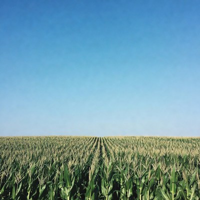 Corn Field Under Blue Sky