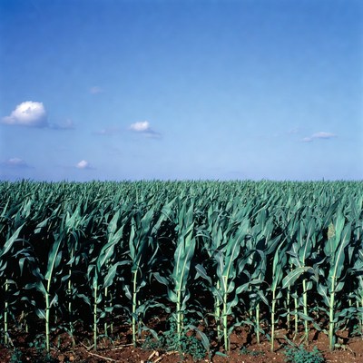 Green corn field under blue sky