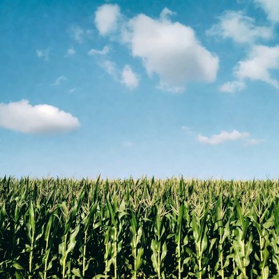 Corn Field Under Blue Sky