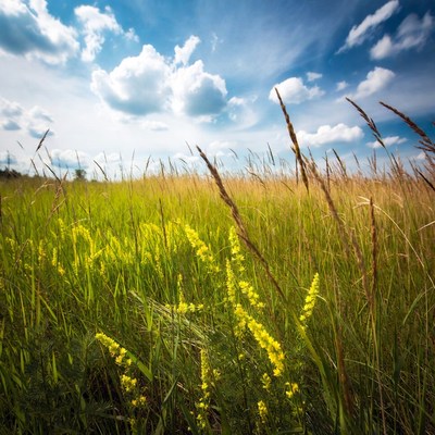 Golden Grass Field Under Blue Sky