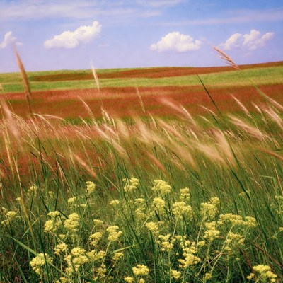 Red Switchgrass Field Under Blue Sky