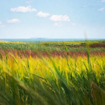 Reeds in front of lake horizon