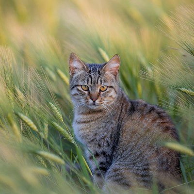 Tabby kitten in wheat field