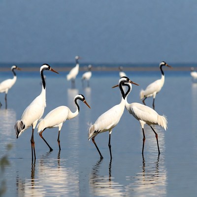 Flock of white herons in water