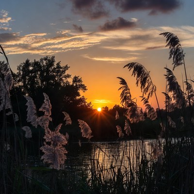 Sunset over reeds and lake