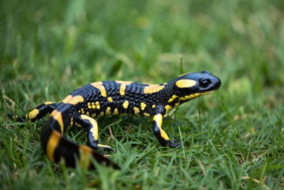 Fire Salamander on green grass
