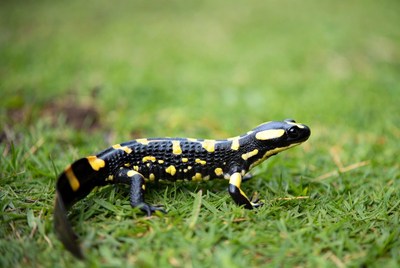Fire Salamander on green grass