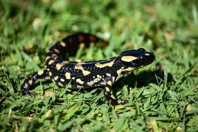 Fire Salamander on green grass