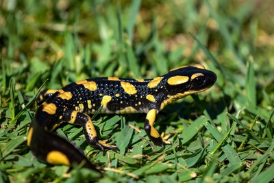 Fire Salamander on Grass