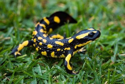 Fire Salamander on Green Grass