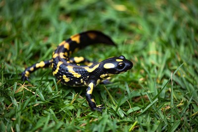 Fire Salamander on green grass