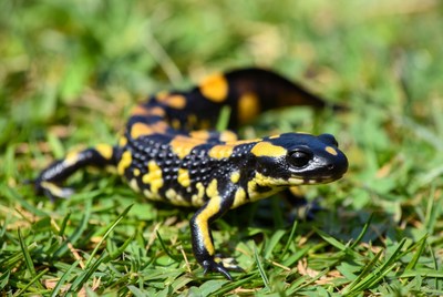 Fire Salamander on Grass