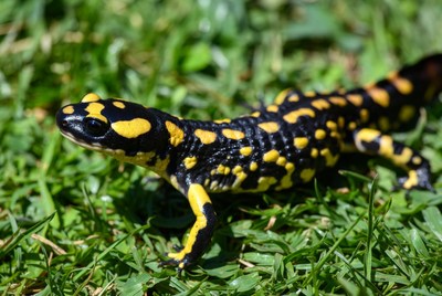 Fire Salamander on Grass