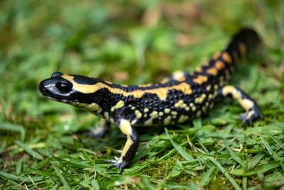Fire Salamander on green grass