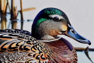 Mallard Duck in Water with Reeds