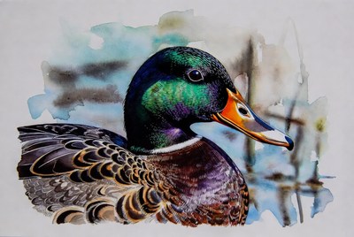 Colorful Mallard Duck Portrait