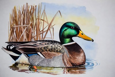 Mallard Duck in Reeds