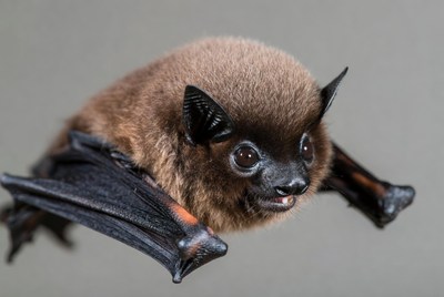 Closeup of flying brown bat