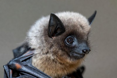Close-up of fluffy fruit bat