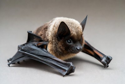 Closeup of brown bat with wings spread