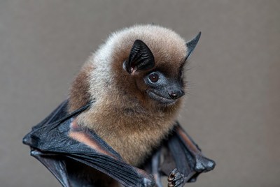 Closeup of fluffy fruit bat