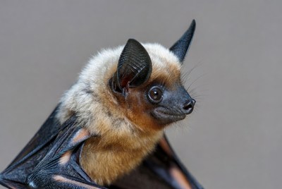 Close-up of fruit bat