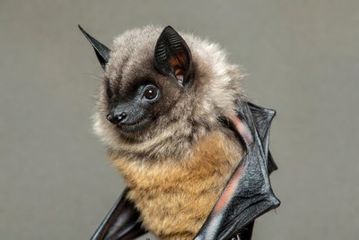 Fluffy Baby Bat Closeup