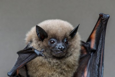 Fluffy brown bat with wings spread
