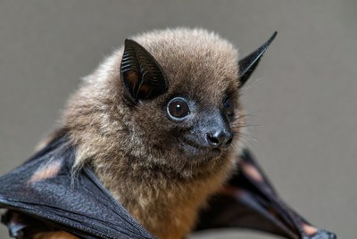 Closeup of cute baby bat