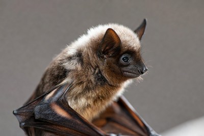 Baby bat with wings spread