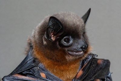 Closeup of fruit bat