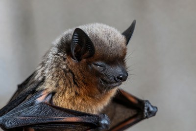 Close-up of furry bat