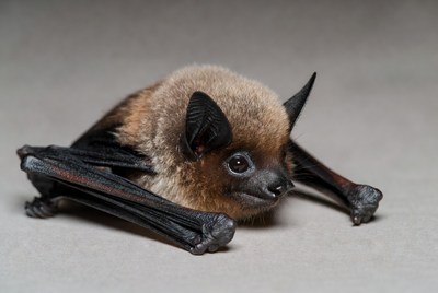 Cute bat hanging on isolated background