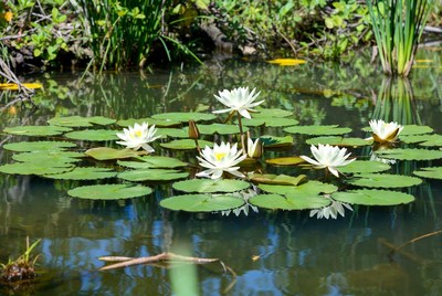 White lotus flowers in pond