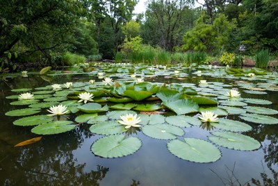 Lotus Flowers Blooming in Pond