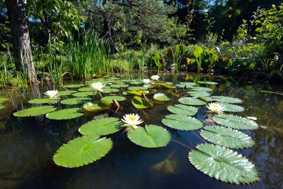 Lotus flowers blooming in pond
